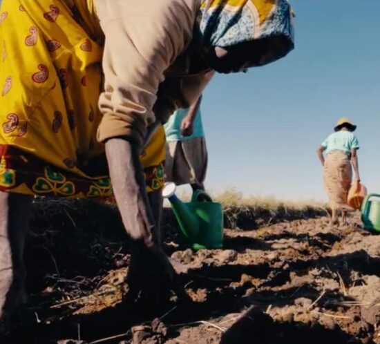 People working in an agricultural field, preparing soil and tending rows of crops with watering cans under clear daylight.