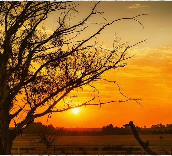 Golden sunset over a South African rural landscape, with a large silhouetted tree in the foreground and the sun low on the horizon.